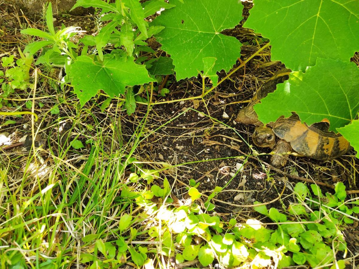 The Turtles Garden Villa Bečići Exteriör bild