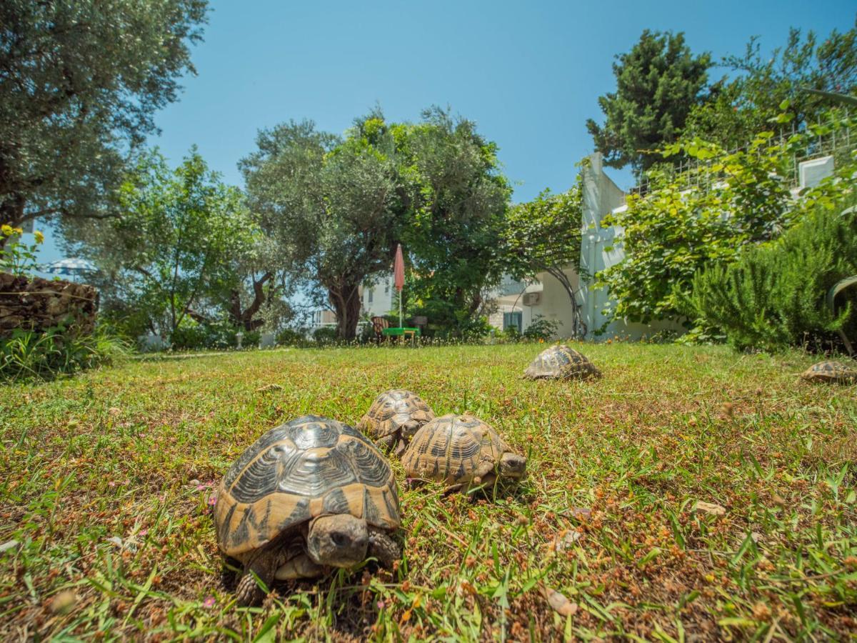 The Turtles Garden Villa Bečići Exteriör bild